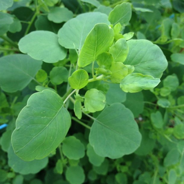 Papalo, <br>quillquina <br><i>Porophyllum ruderale</i>