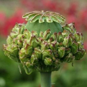 Valmue, Opiums- <br>'Hen & Chickens' <br><i>Papaver somniferum </i>