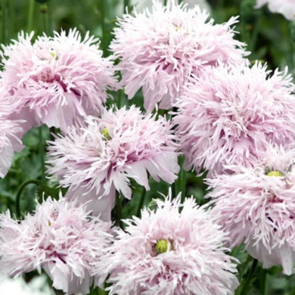 Valmue <br>'Lilac Pompon'<br><i>Papaver somniferum laciniata</i>