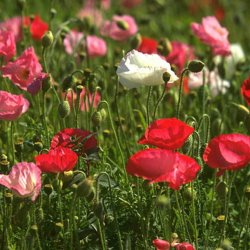 Valmue <br>'Shirley Double Mix'<br><i>Papaver pavot</i>