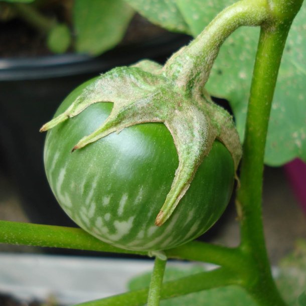 Aubergine <br>’Kermit’ F1<br> <i>Solanum melongena</i>