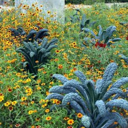 Palmekl, sortkl <br>'Nero di Toscana' <br><i>Brassica oleracea convar. acephala var. sabellica</i> 
