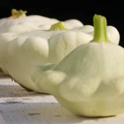 Courgette, squash, zucchini<br>'Custard White'<br><i>Cucurbita pepo</i>