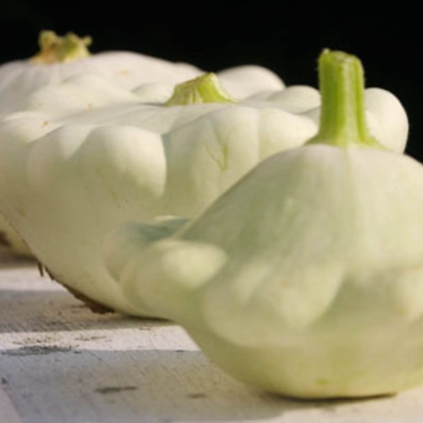 Courgette, squash, zucchini<br>'Custard White'<br><i>Cucurbita pepo</i>