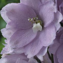 Ridderspore 'Cherry Blossum'<br><i>Delphinium, �Magic Fountain�</i>