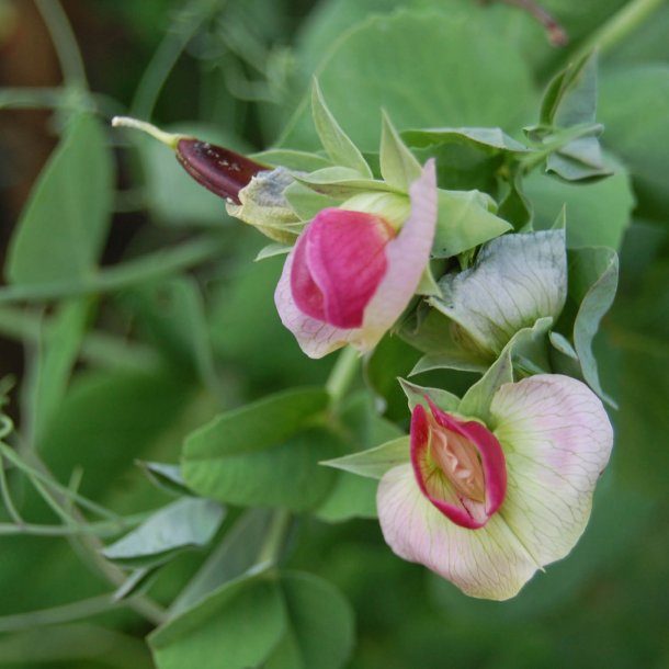 rt, Sukker- <br>'Royal Snow' <br><i>Pisum sativum var. macrocarpon</i>