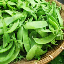 rt, Sukker- <br>'Oregon' <br><i>Pisum sativum var. macrocarpon</i>