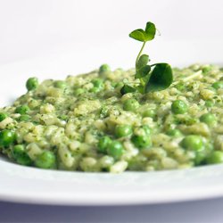 rteskud <br>'Oregon' <br>Storkb <br><i>Pisum sativum var. macrocarpon</i>