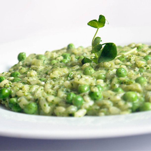 rteskud <br>'Oregon' <br>Storkb <br><i>Pisum sativum var. macrocarpon</i>