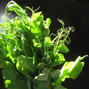 rteskud <br>'Oregon' <br><i>Pisum sativum var. macrocarpon</i>