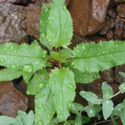 Rrblomst <br><i>Penstemon serrulatus</i><br><br>