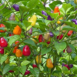 Chili <br> 'Chinese 5 Colour' <br><i>Capsicum annuum</i>