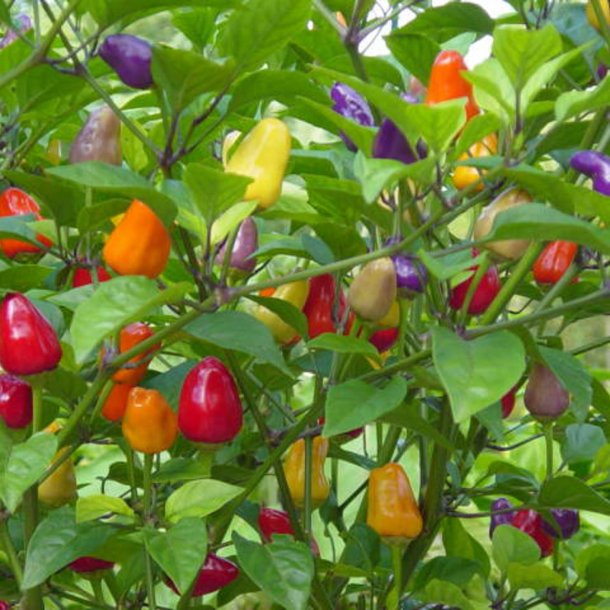 Chili <br> 'Chinese 5 Colour' <br><i>Capsicum annuum</i>