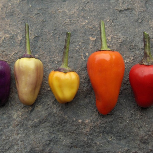 Chili <br> 'Chinese 5 Colour' <br><i>Capsicum annuum</i>