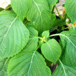 Perilla, Shiso <br>'Green' <br><i>Perilla frutescens</i>