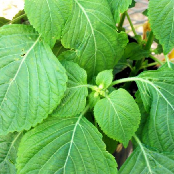 Perilla, Shiso <br>'Green' <br><i>Perilla frutescens</i>