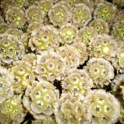 Skabiose, Stjerne- <br><i>Scabiosa stellata</i>