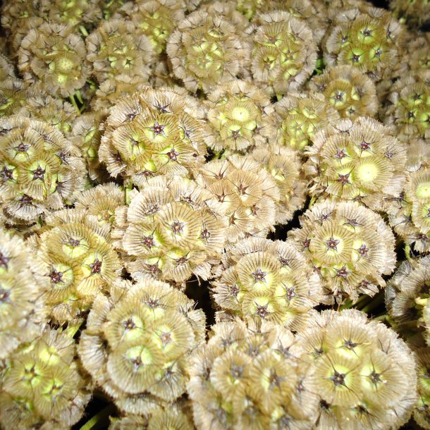 Skabiose, Stjerne- <br><i>Scabiosa stellata</i>