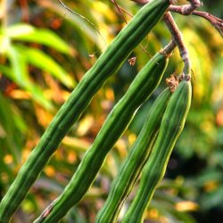 Moringa <br>'Peberrodstr' <br><i> Moringa oleifera</i>