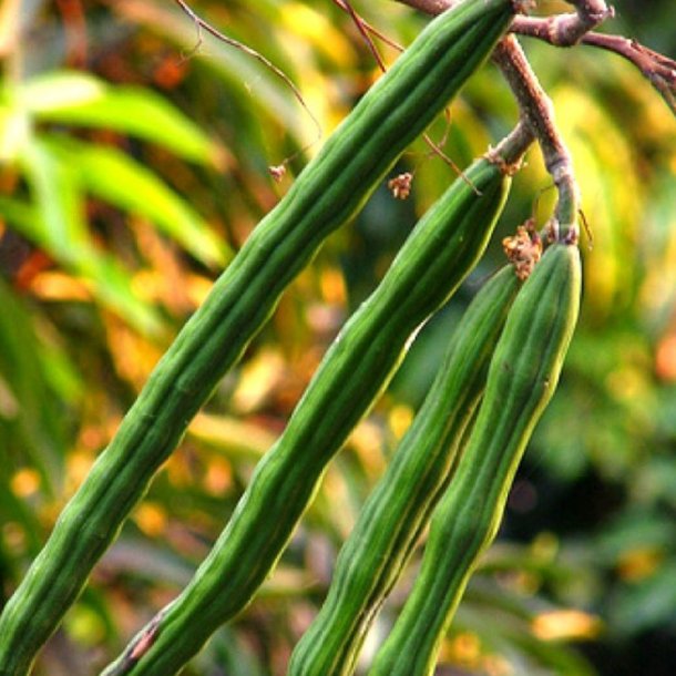 Moringa <br>'Peberrodstr' <br><i> Moringa oleifera</i>