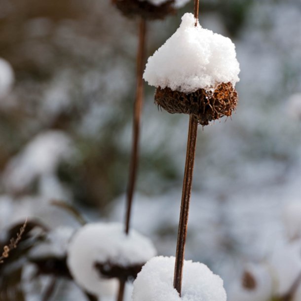 Lvehale, <br>gul <br><i>Phlomis russeliana </i>