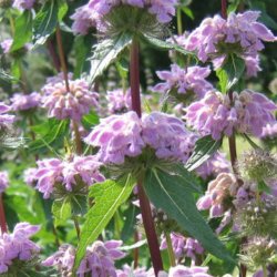 L�vehale, <br>knoldet <br><i>Phlomis tuberosa </i>