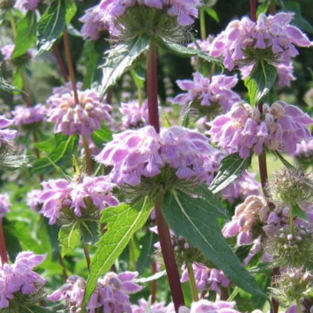 L�vehale, <br>knoldet <br><i>Phlomis tuberosa </i>