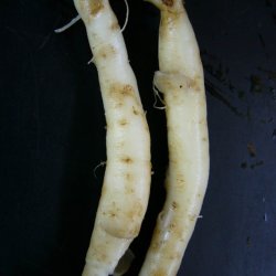 Rapunselklokke <br><i>Campanula rapunculus</i><br><br>