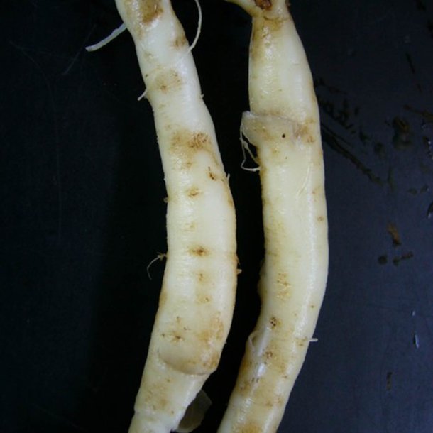 Rapunselklokke <br><i>Campanula rapunculus</i><br><br>