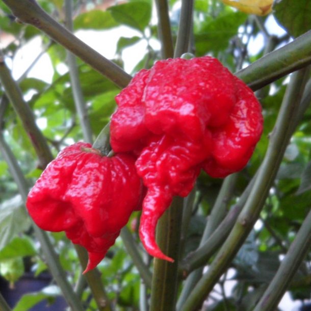 Chili <br>'Carolina Reaper' <br><i>Capsicum chinense</i>