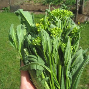 Takkeklap, <br>Orientalsk <br><i>Bunias orientalis </i>