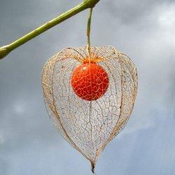 Japansk Lygte <br><i>Physalis alkekengi </i>