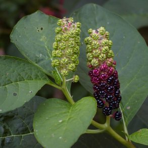 Kermesbr <br><i>Phytolacca acinosa </i><br><br>