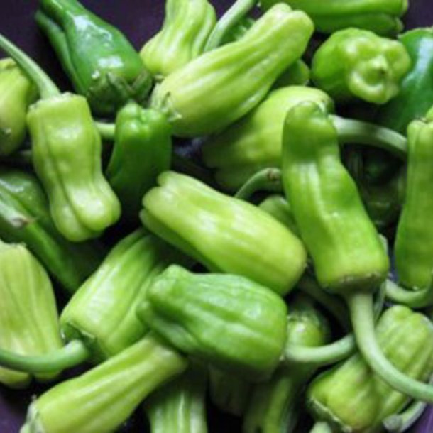 Pimientos de Padron - <br>Peber<br><i>Capsicum annuum </i>
