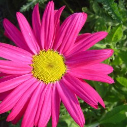 Rosenkrave <br>'Duro' <br><i>Tanacetum coccineum</i>