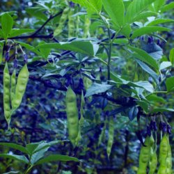 Piptanthus <br><i>Piptanthus nepalensis </i><br><br>