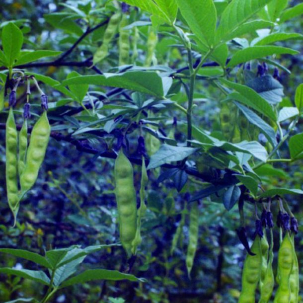 Piptanthus <br><i>Piptanthus nepalensis </i><br><br>