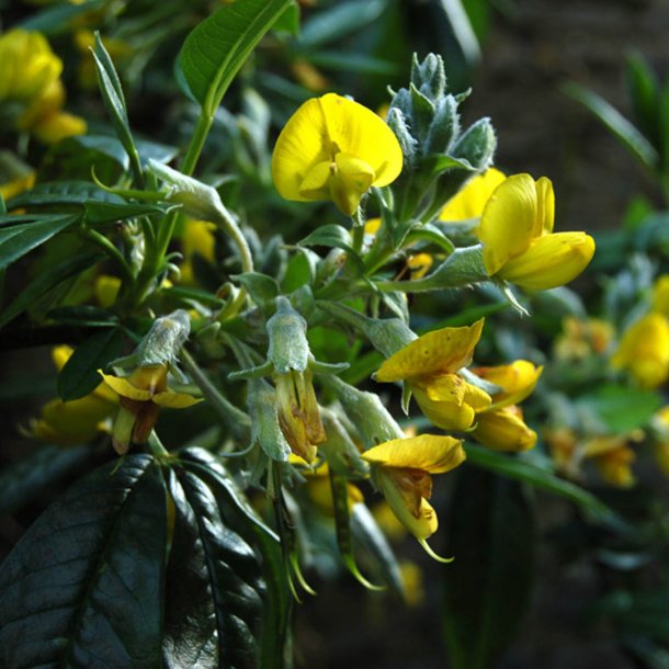 Piptanthus <br><i>Piptanthus nepalensis </i><br><br>