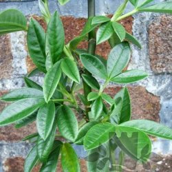 Piptanthus <br><i>Piptanthus nepalensis </i><br><br>