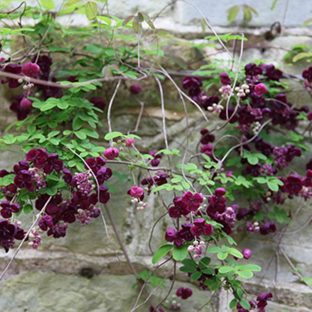 Akebia, <br>Chokoladeranke <br><i>Akebia quinata</i>