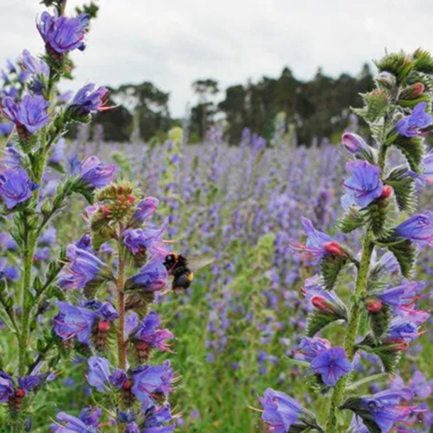 Slangehoved <br><i>Echium vulgare </i><br><br>