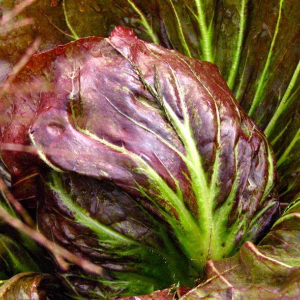 Radicchio <br>'Palla Rossa'<br> <i>Cichorium intybus</i>