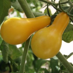 Tomat <br>'Yellow Pear'<br><i>Lycopersicon esculentum</i>