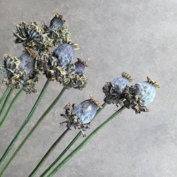 Valmue, Opiums- <br>'Hen &amp; Chickens' <br><i>Papaver somniferum </i>