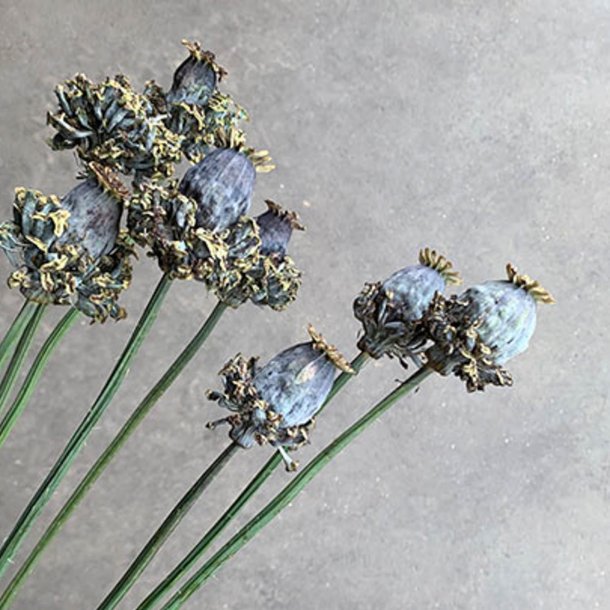 Valmue, Opiums- <br>'Hen &amp; Chickens' <br><i>Papaver somniferum </i>