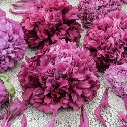 Valmue, Opiums- <br>'Purple Paeony' <br><i>Papaver somniferum</i>