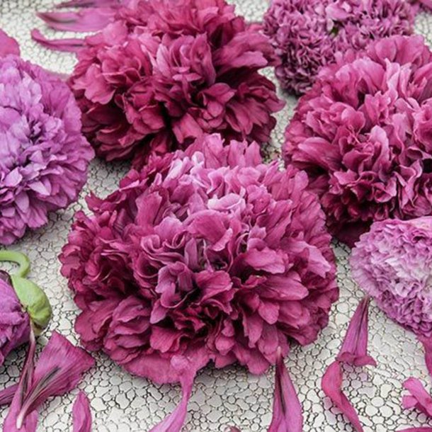 Valmue, Opiums- <br>'Purple Paeony' <br><i>Papaver somniferum</i>