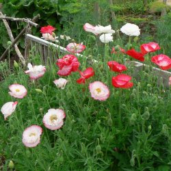 Valmue <br>'Shirley Double Mix'<br><i>Papaver pavot</i>