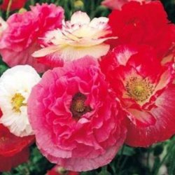 Valmue <br>'Shirley Double Mix'<br><i>Papaver pavot</i>