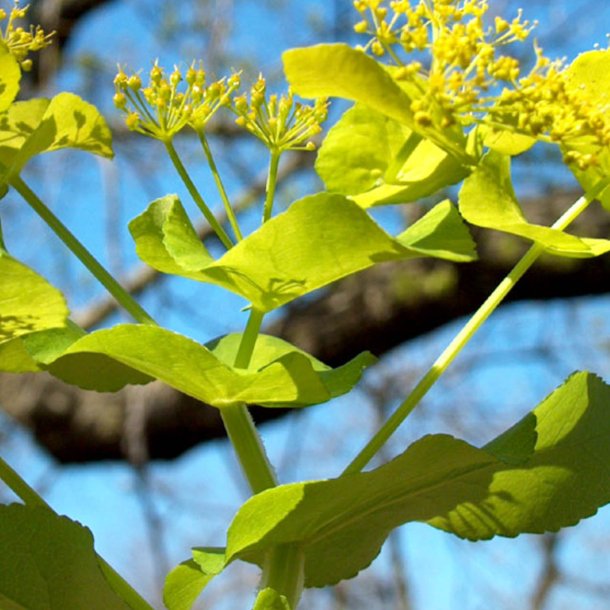 Lundgylden <br><i>Smyrnium perfoliatum</i><br><br>